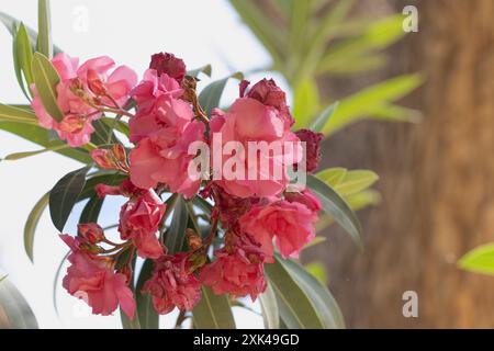 Un tas de fleurs de laurier rose vif se démarquent sur le fond ensoleillé, avec des feuilles vertes luxuriantes comme toile de fond Banque D'Images