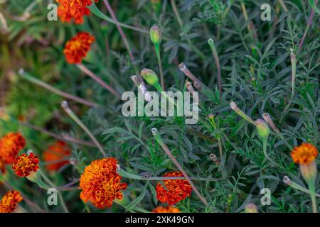 Gros plan de fleurs de souci éclatantes en pleine floraison, mettant en valeur de riches teintes orange et un feuillage vert délicat. Parfait pour le jardin et la nature-relier Banque D'Images