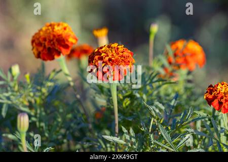 Gros plan de fleurs de souci éclatantes qui fleurissent dans un jardin par une journée ensoleillée, mettant en valeur des pétales orange vif et des feuilles vertes luxuriantes. Banque D'Images