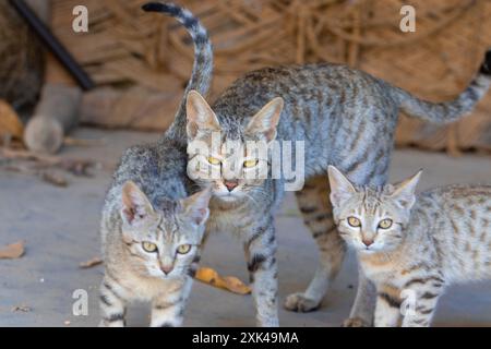 Trois chats tabby, deux jeunes et un plus vieux, se tiennent sur une surface en béton, regardant directement la caméra. Banque D'Images