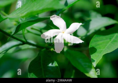 Une délicate fleur blanche de jasmin avec cinq pétales fleurit sur une branche entourée d'un feuillage vert éclatant. La fleur se distingue par rapport au vert riche Banque D'Images