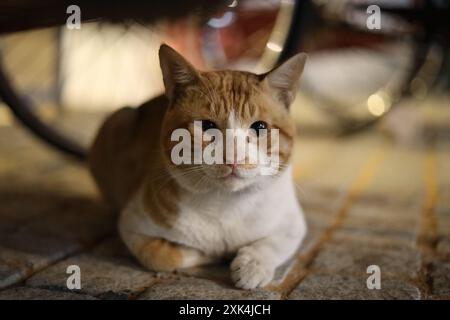 Un chat tabby avec des marques blanches est assis sous un vélo, regardant directement la caméra. Banque D'Images