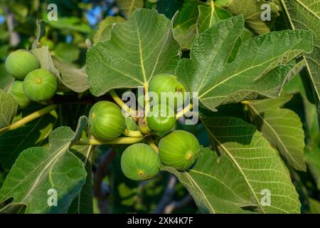 figues sur arbre dans le jardin Banque D'Images