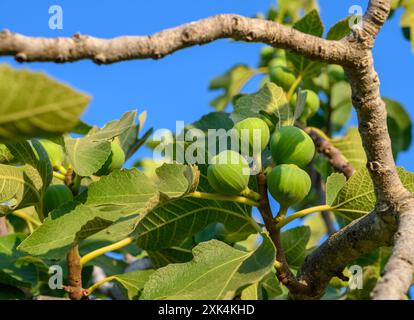 Figues vertes sur un arbre dans la nature Banque D'Images