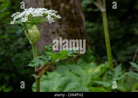 Der Riesen-Bärenklau ist eine Pflanzenart aus der Gattung Bärenklau Heracleum innerhalb der Familie der Doldenblütler Apiaceae . Bad Münstereifel *** L'aspersion géante est une espèce végétale du genre Heracleum de la famille des ombellifères Apiaceae Bad Münstereifel Banque D'Images