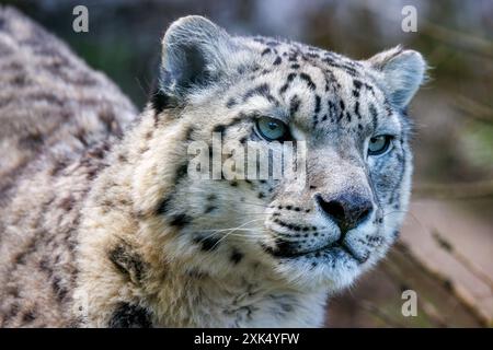 Spectacle adulte léopard, panthera uncia, portrait de côté. Banque D'Images