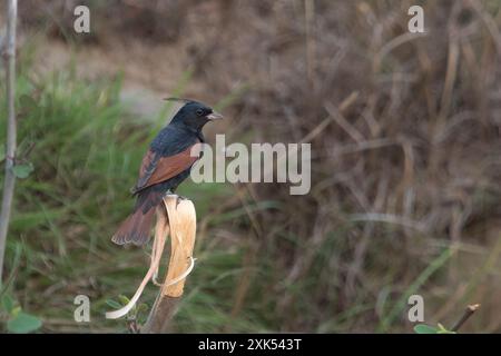 Banderole à crête (Emberiza lathami) à Binsar dans l'Uttarakhand, Inde Banque D'Images