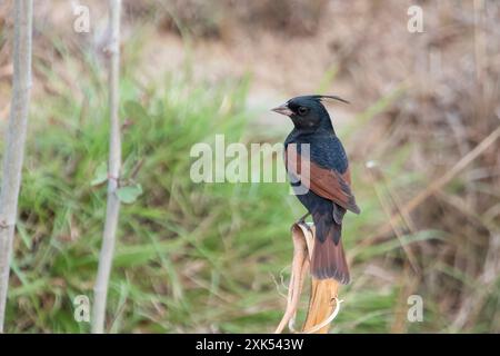 Banderole à crête (Emberiza lathami) à Binsar dans l'Uttarakhand, Inde Banque D'Images