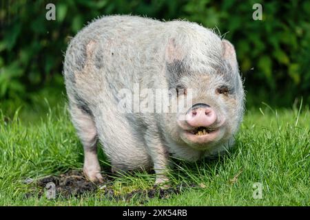 minicochon pâturant sur une prairie luxuriante Banque D'Images