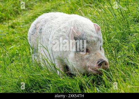 minicochon pâturant sur une prairie luxuriante Banque D'Images