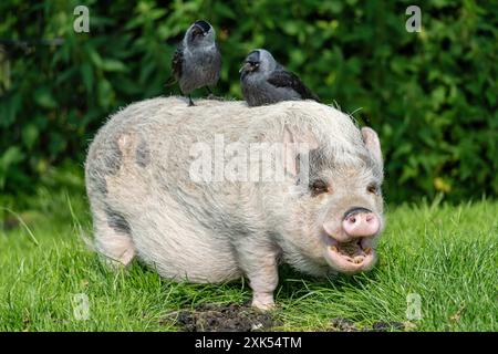 deux jackdaws occidentaux assis sur minicochon Banque D'Images