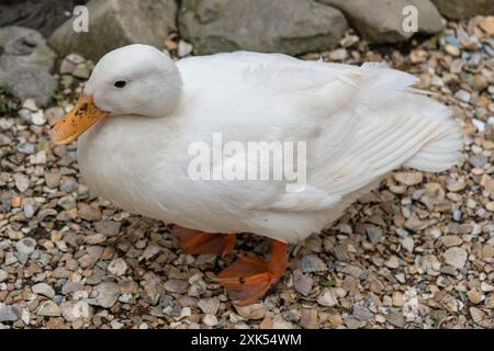 Pékin blanc au repos (Anas platyrhynchos domestica) Banque D'Images