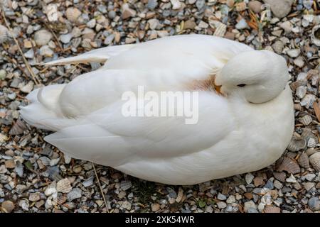 Pékin blanc au repos (Anas platyrhynchos domestica) Banque D'Images