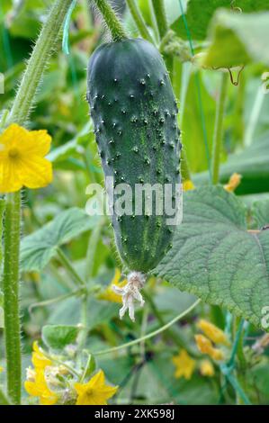 gros plan du concombre en maturation dans le potager à l'été Banque D'Images