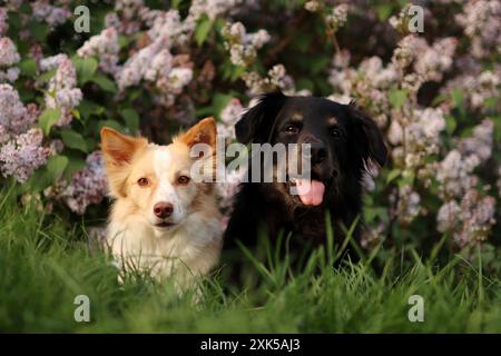 Chien noir et blanc couché devant le lilas. Ils sont si mignons. Banque D'Images