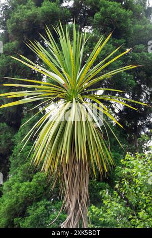 Yucca est un genre d'arbustes et d'arbres vivaces de la famille des Asparagaceae Banque D'Images