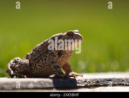 Crapaud brun sur fond vert de bordure de béton jour ensoleillé fermer l'angle bas. Vue isolée d'un crapaud sur la bordure de pierres de patio dans un nord de l'Ontario Banque D'Images