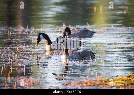 Trois bernaches du Canada (Branta canadensis) se nourrissent dans les bas-fonds du lac Antelope, dans le comté de Plumas, Californie, États-Unis Banque D'Images