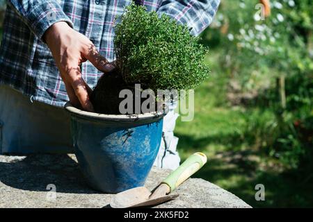 Jardinier plantant du thym dans un pot. Banque D'Images