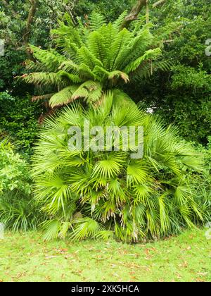 Palmier Chamaerops humilis et fougère Dicksonia antartica aux jardins subtropicaux Morrab, Penzance, Royaume-Uni Banque D'Images