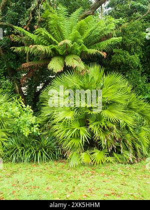 Palmier Chamaerops humilis et fougère Dicksonia antartica aux jardins subtropicaux Morrab, Penzance, Royaume-Uni Banque D'Images