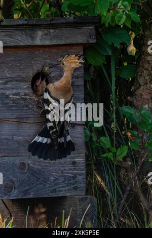 Ein Wiedehopf-Männchen Upupa epops BEI Groß Briesen Landkreis Potsdam-Mittelmark im Fläming in Brandenburg füttert am Brukasten seinen Nacvhwuchs. In Deutschland Gilt der Bestand der Art als gefährdet. *** Un hoopoe mâle Upupa epops près de Groß Briesen dans le district de Potsdam Mittelmark de Fläming dans le Brandebourg nourrit ses jeunes dans le box de reproduction en Allemagne, la population de l'espèce est considérée comme en voie de disparition Banque D'Images