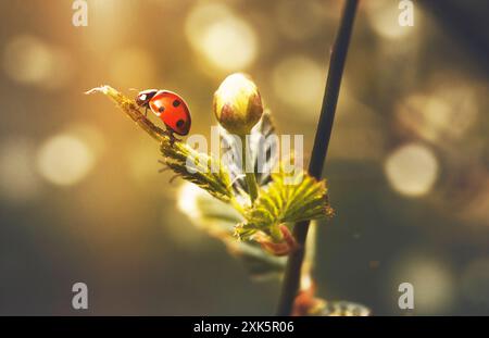 macro, coccinelle rampant le long d'une branche avec un bourgeon, au printemps en contre-jour. Banque D'Images