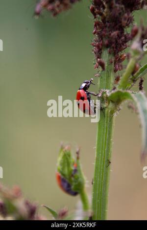 coccinelle mange des pucerons sur l'herbe dans la parcelle de jardin Banque D'Images