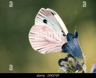 gros plan, un papillon a grimpé tête haute dans une fleur et boit du nectar en été. macro photo. Banque D'Images