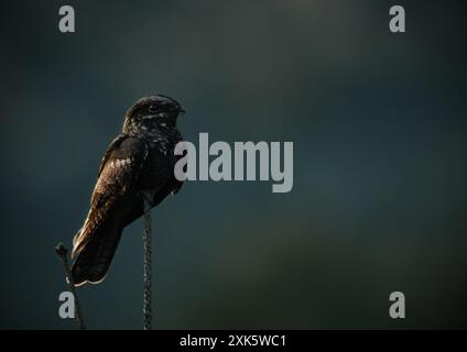 Nightjar (Caprimulgus europaeus) perché au crépuscule sur les landes du Suffolk. (Photographié en lumière naturelle) Banque D'Images