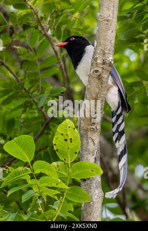 Red-billed blue magpie Banque D'Images