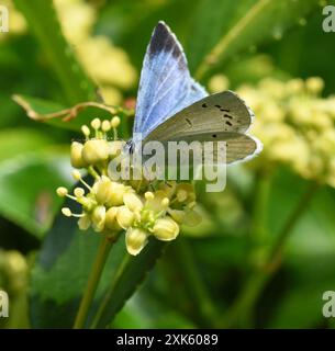 Holly Blue Butterfly sur fleur jaune Banque D'Images