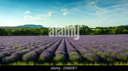 Vue panoramique du champ de lavande sous un ciel dégagé en été près d'Issoire. Puy-de-Dôme. Auvergne-Rhône-Alpes. France Banque D'Images
