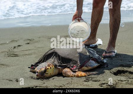 Un homme essayant de garder une tortue caouanne fatiguée et malade (caretta caretta), échouée sur la plage, en vie et en sécurité. Banque D'Images