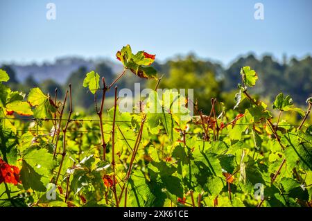 Vignoble de Pinotage et plantation de vins à Stellenbosch, Cap, afrique du Sud Banque D'Images