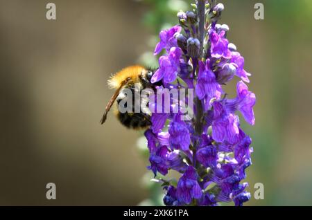 Abeille Carder commune sur Purple Loosestrife Flower Banque D'Images