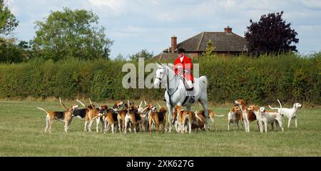 Cambridgeshire Hunt et Enfield Chase Rider dans le style traditionnel de Jacket Horse and Hounds. Banque D'Images