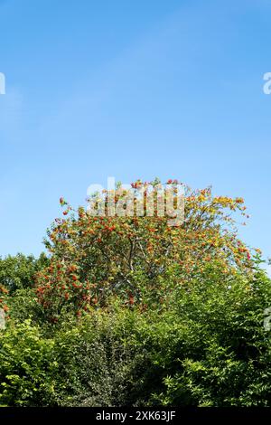 Rowan Tree en Berry Banque D'Images