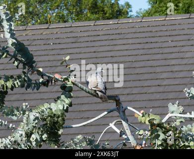 pigeon des bois surpris Banque D'Images