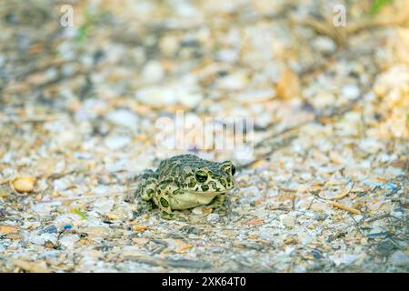 Le crapaud variable (Bufo viridis) chasse les petits insectes dans les dunes des steppes. Arabatskaya strelka. Mer d'Azov Banque D'Images