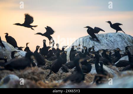 Site de la colonie de cormorans méridionaux (Phalacrocorax carbo sinensis) en mer Baltique. Oiseaux sur les nids Banque D'Images