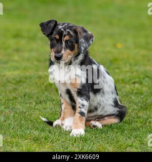 Chiot border collie Banque D'Images