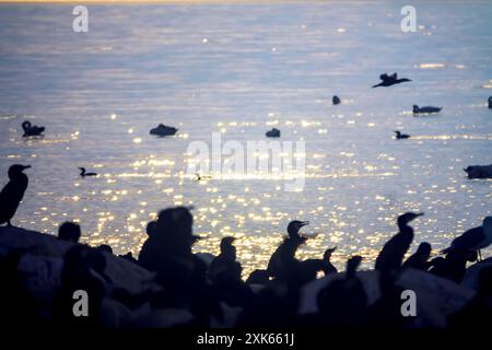 Site de la colonie de cormorans méridionaux (Phalacrocorax carbo sinensis) en mer Baltique. Oiseaux sur les nids. Coucher de soleil mer avec des points forts sur les vagues Banque D'Images