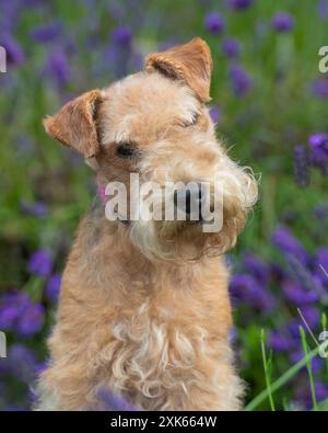 lakeland terrier en fleurs Banque D'Images