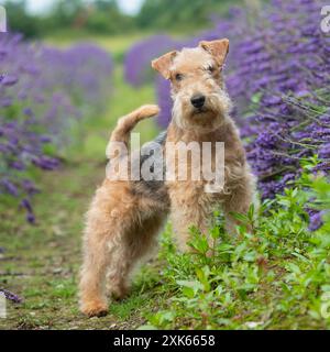 mignon terrier lakeland dans le jardin de fleurs Banque D'Images