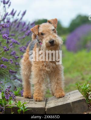 mignon terrier lakeland dans le jardin de fleurs Banque D'Images