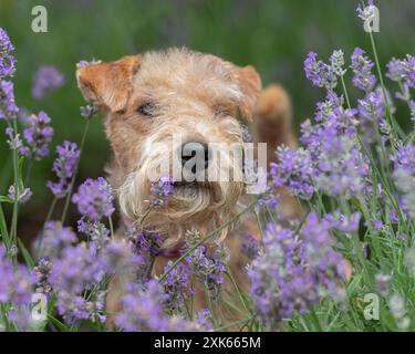 Lakeland terrier en fleurs violettes Banque D'Images