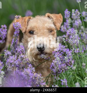 Lakeland terrier en fleurs violettes Banque D'Images