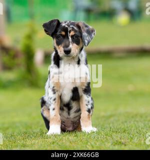 Chiot tri merle Border Collie Banque D'Images