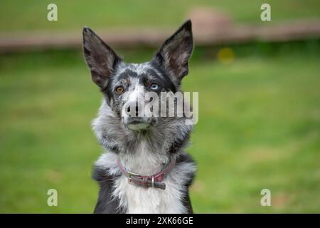 Portrait de merle Border Collie Banque D'Images